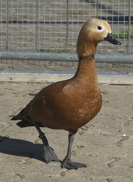 面经济伙伴